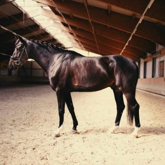 SOLD! Dancer 17