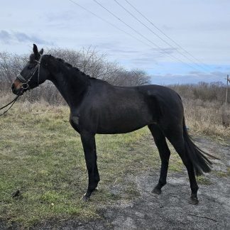 SOLD! Eniya U20