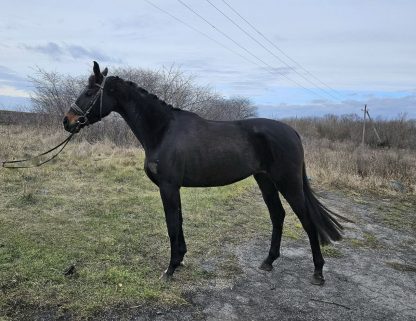 SOLD! Eniya U20