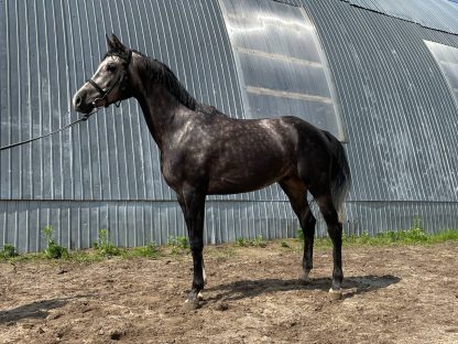 Кругляк 20