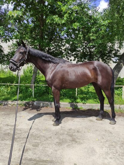 SOLD! Talka 11