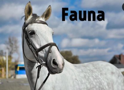 Fauna 13 - Зображення 4