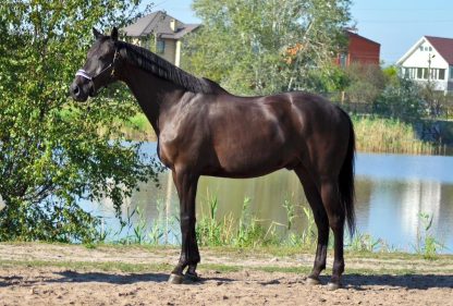 SOLD! Orator 10