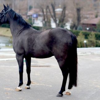 SOLD! Bucephalus 07