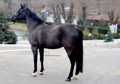 SOLD! Bucephalus 07