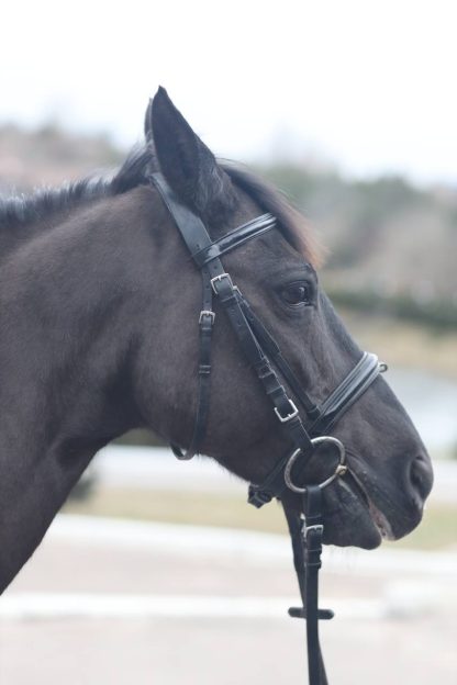 SOLD! Bucephalus 07 - Зображення 7