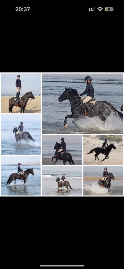 SOLD! Bucephalus 07 - Зображення 5