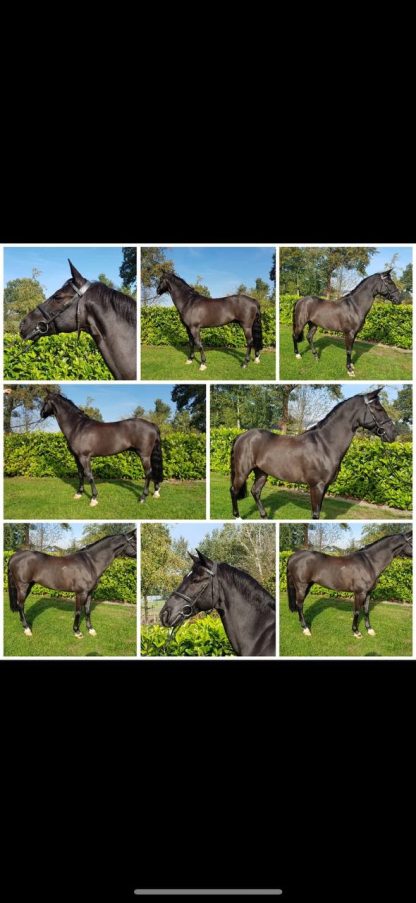 SOLD! Bucephalus 07 - Зображення 6