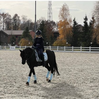SOLD! Bucephalus 07 - Зображення 3