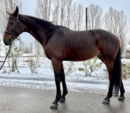 Capriol 18