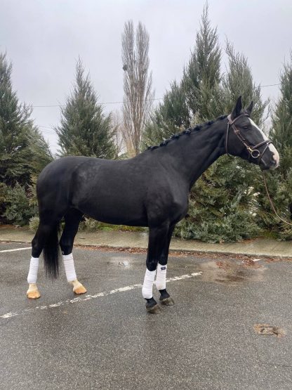 Noblesse de Luxe 18