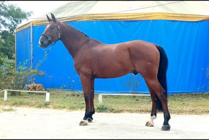 SOLD! Kapito 14 - Зображення 2